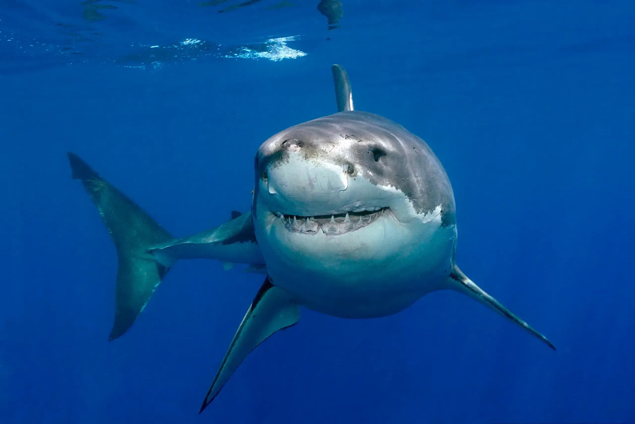 Great white shark swimming underwater, facing the camera with mouth slightly open.